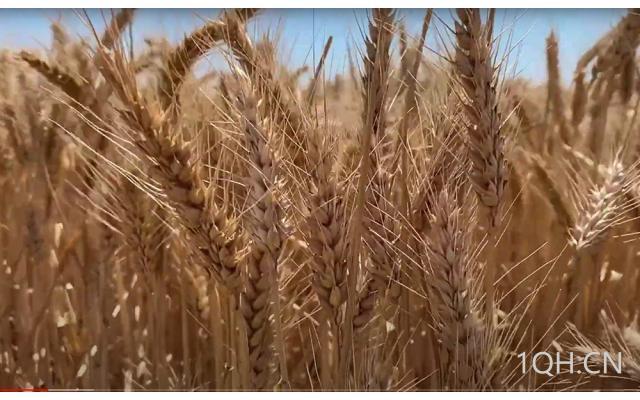 全球供应困难刺激小麦上涨，巴西洪水支撑豆价！